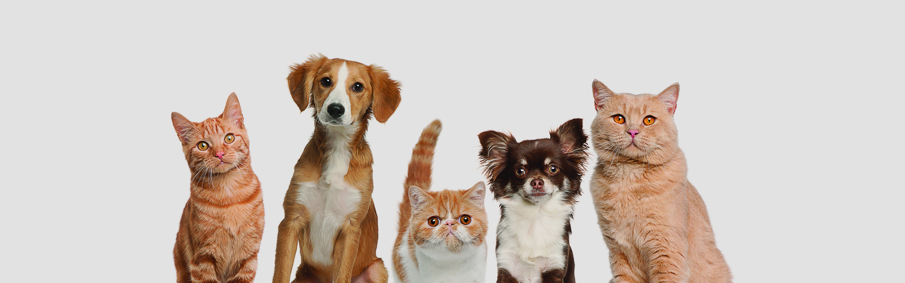 24/7 veterinary pharmacy